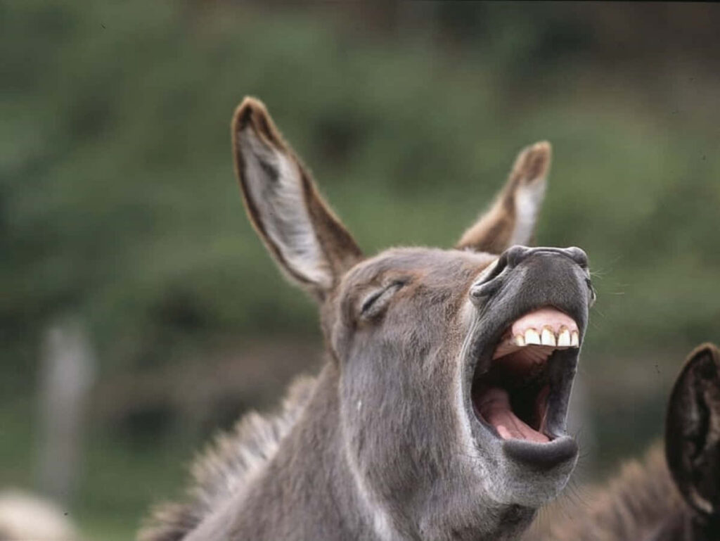 Funny Donkey Close-Up Wallpaper with Playful Expression and Green Background