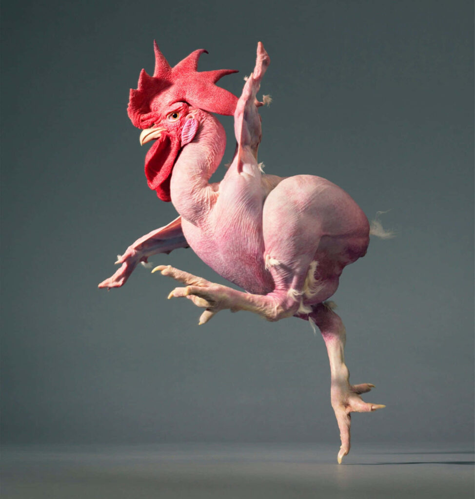 Whimsical Featherless Chicken Wallpaper with Pink Skin and Expressive Pose