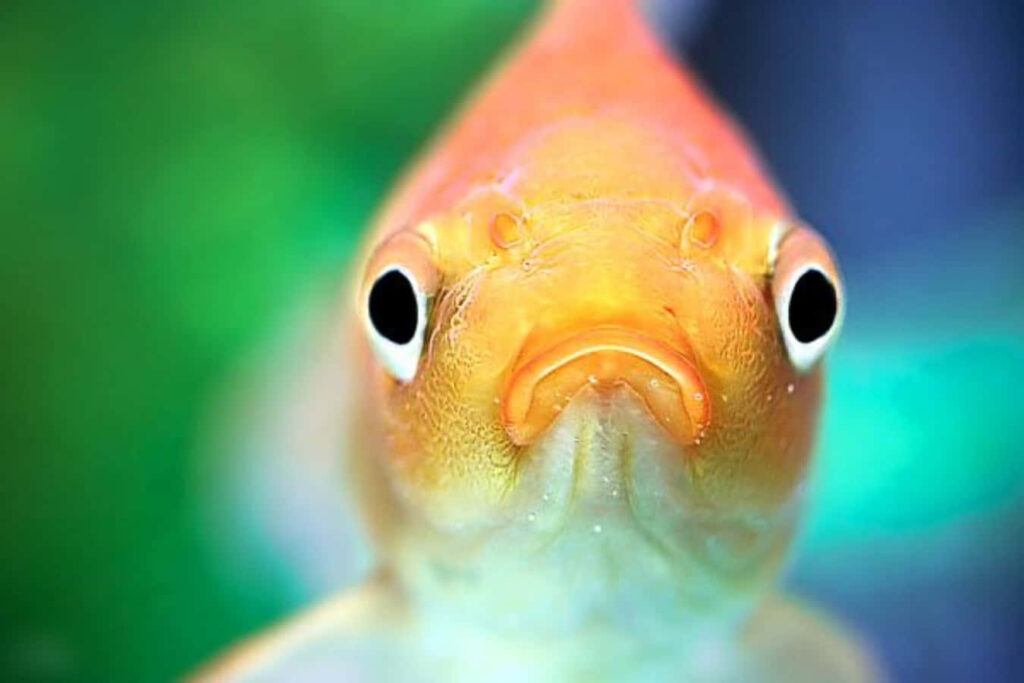 Funny Colorful Fish Wallpaper: Comical Pout & Bright Colors