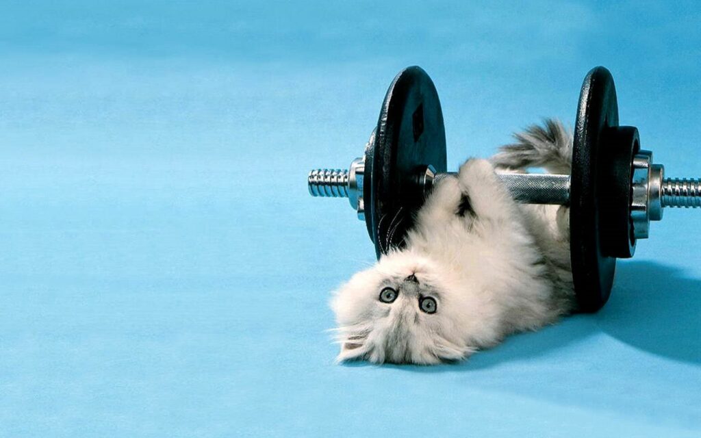 Fluffy Cat Playfully Tangled with Dumbbell on Blue Background Wallpaper