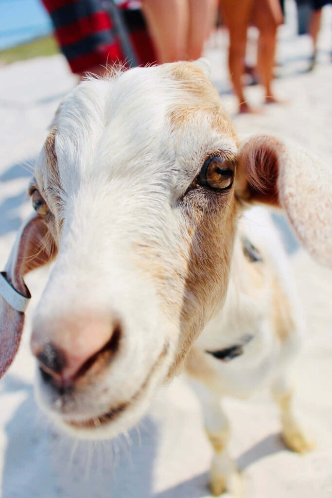 Playful Goat Close-Up Wallpaper with Bokeh Background Effect