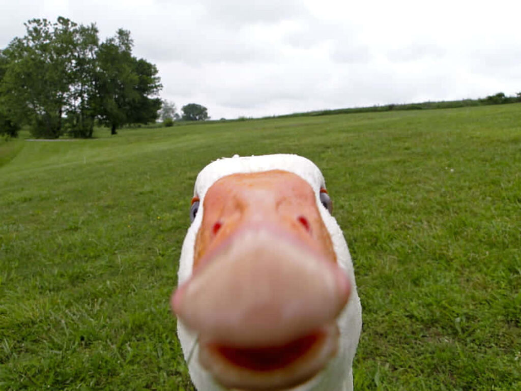 Humorous Goose Close-Up Wallpaper – Playful Nature Background