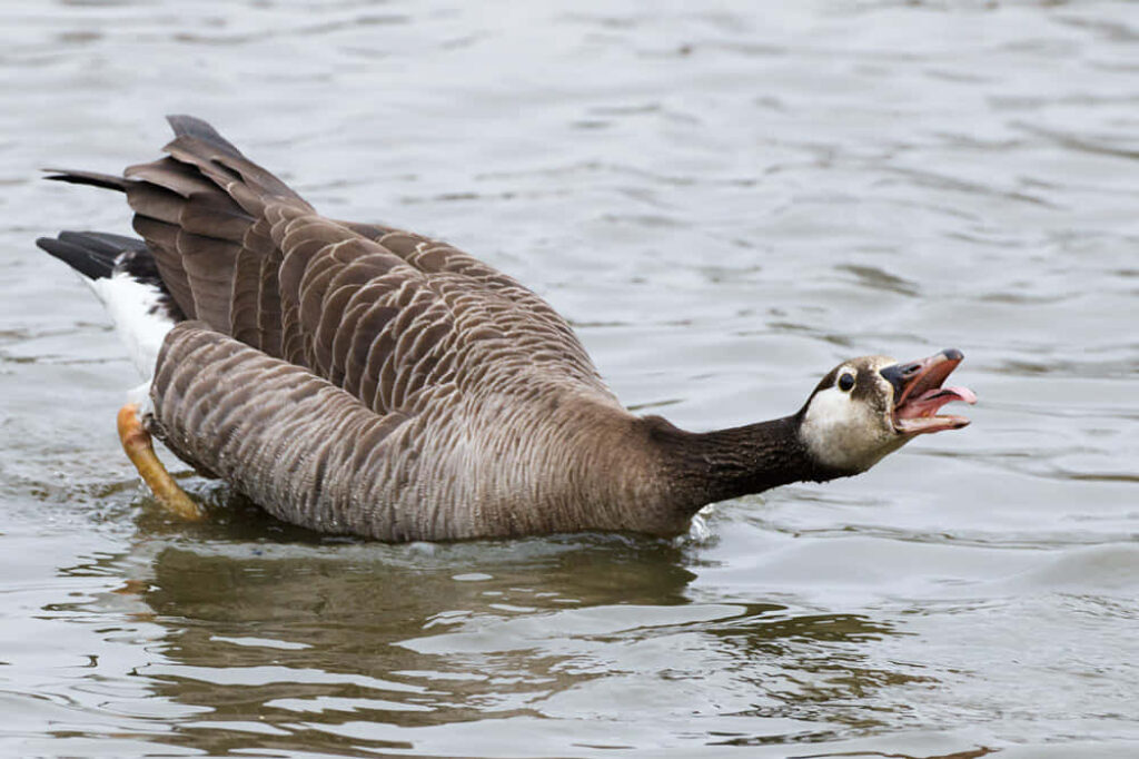 Playful Goose Swimming in Serene Pond - Humorous Nature Wallpaper