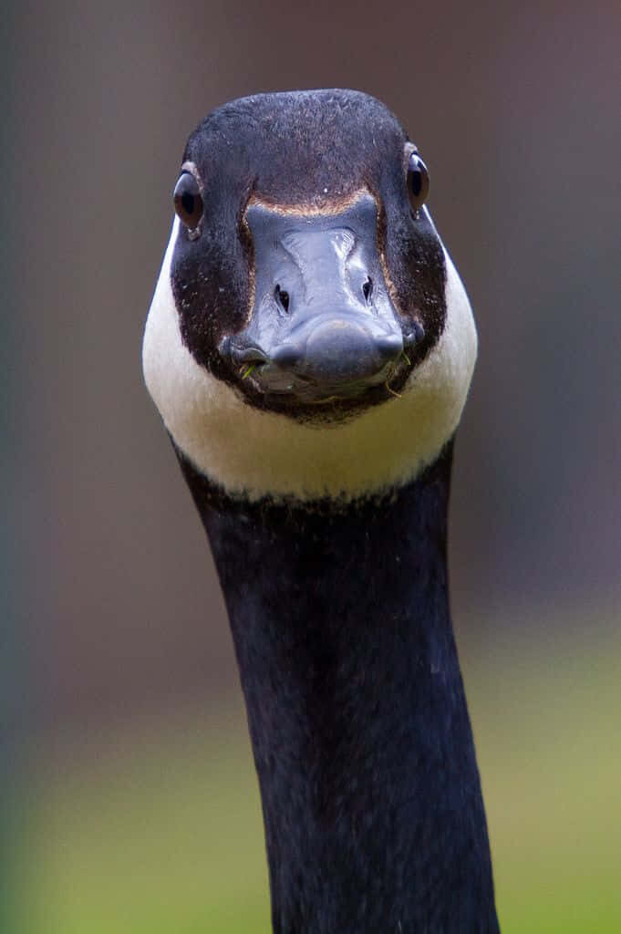 Comical Goose Wallpaper: Close-Up with Black Head & Humorous Expression