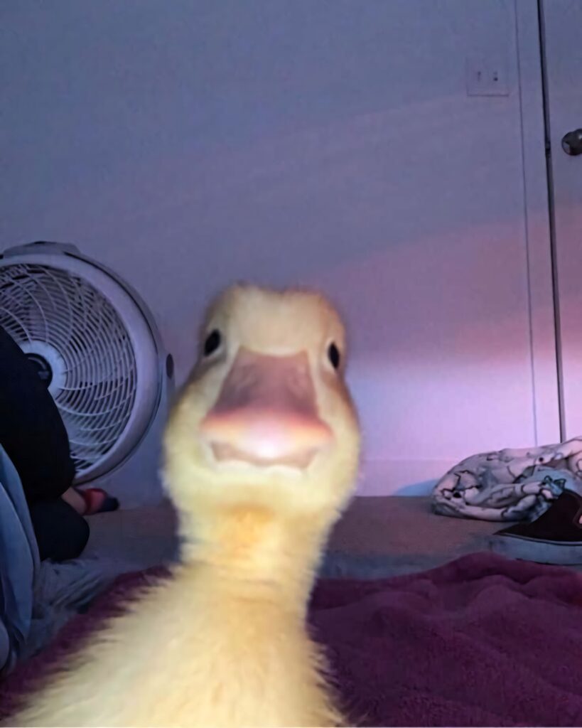 Playful Goose Close-Up Wallpaper: Humorous Indoor Background