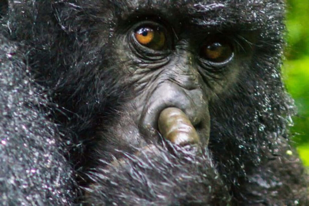Playful Gorilla Close-Up Wallpaper: Funny Nose Pick & Expressive Eyes