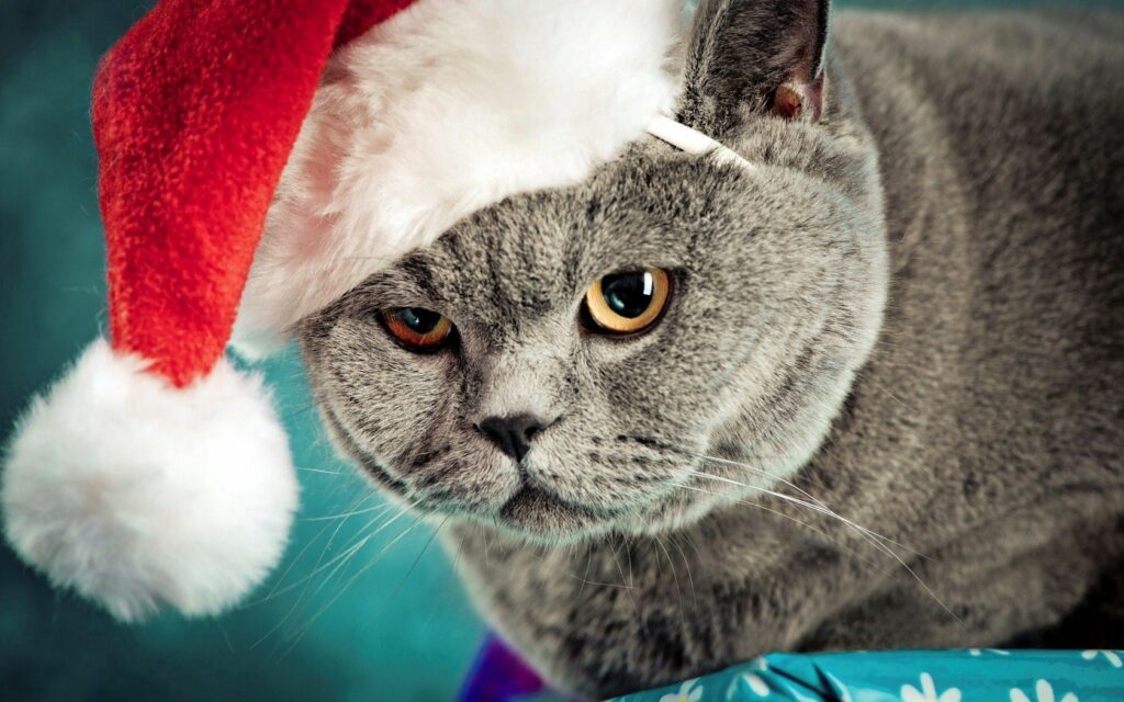 Grumpy Gray Cat in Christmas Hat: Cozy Holiday Wallpaper