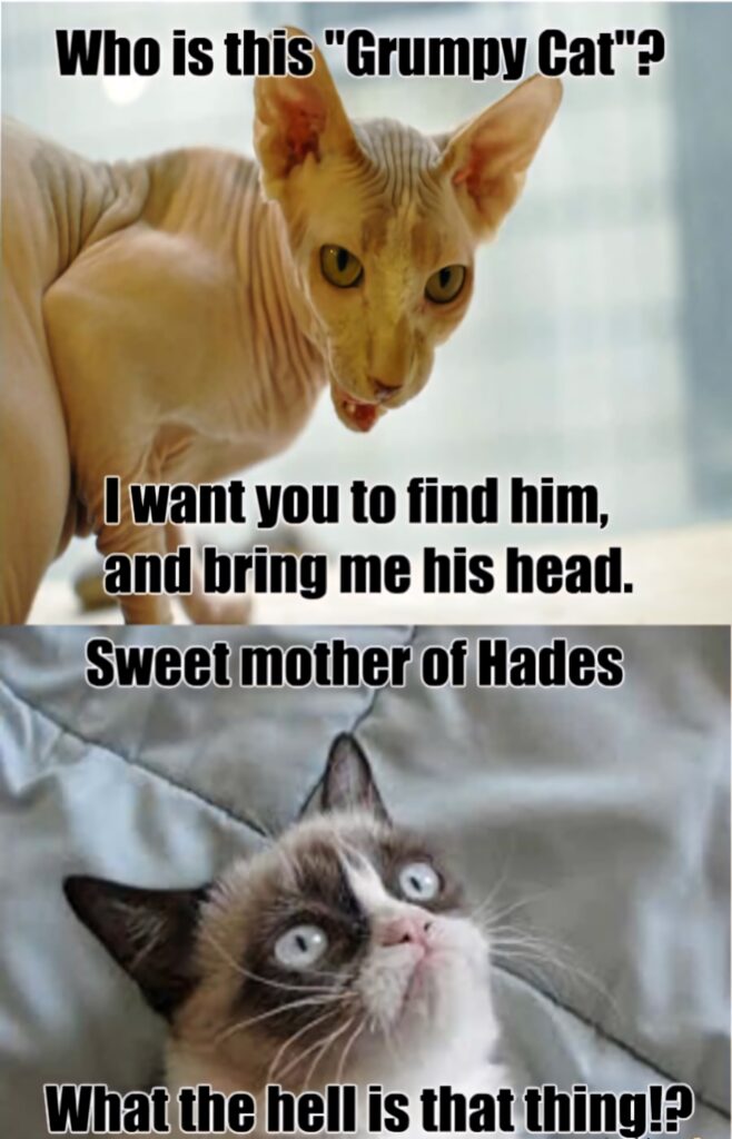 Funny cat meme wallpaper with hairless Sphynx and shocked Grumpy Cat with bold white text