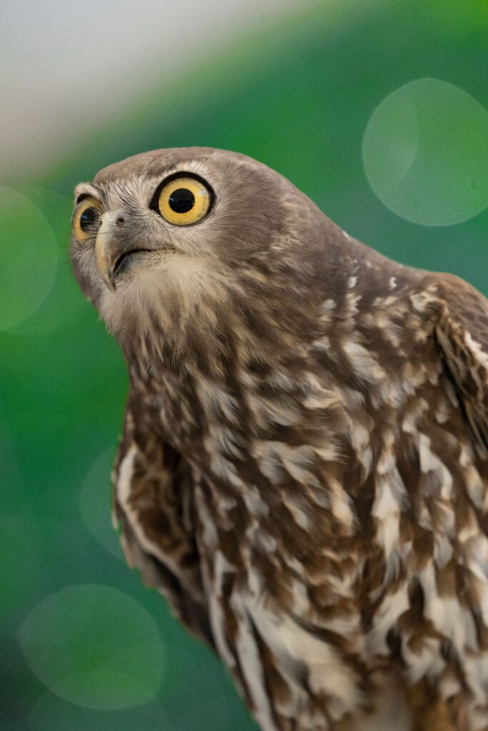 Hilarious Hawk Wallpaper: Vibrant Green Background & Sharp Detailing