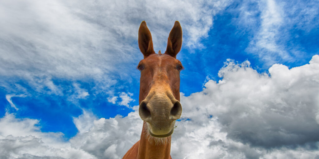 Vibrant 4000x2000 Horse Muzzle Close-Up Against Blue Sky Background Wallpaper