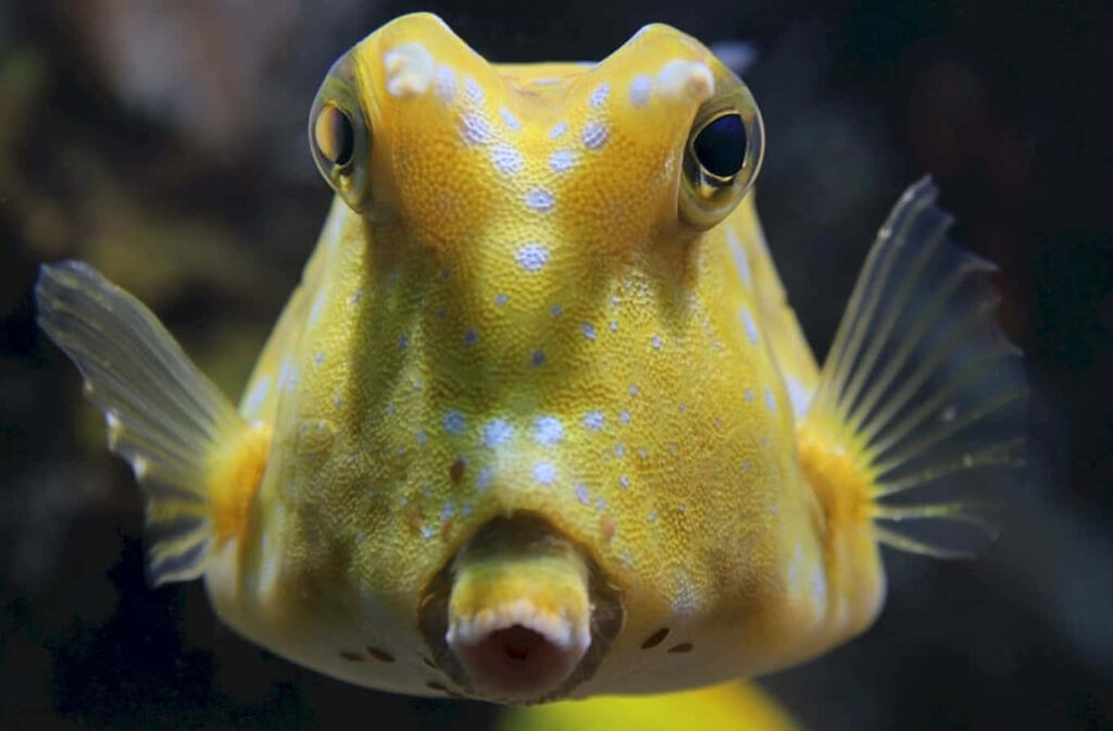 Whimsical Longhorn Cowfish Wallpaper: Spotted Yellow Charm