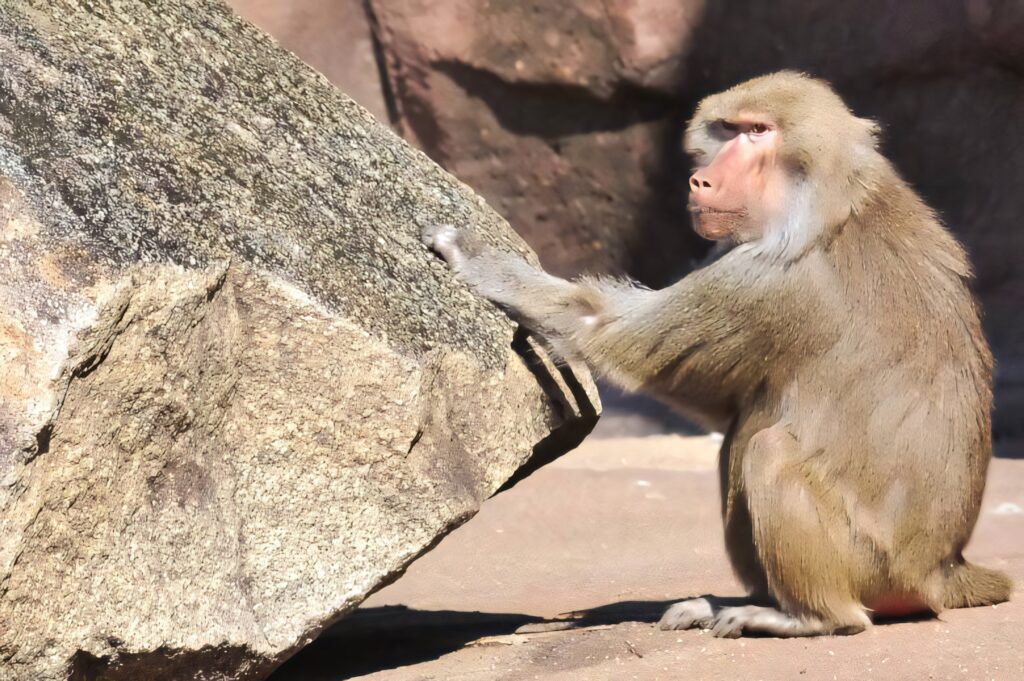 Funny Monkey Examines Boulder in Playful Natural Scene Wallpaper