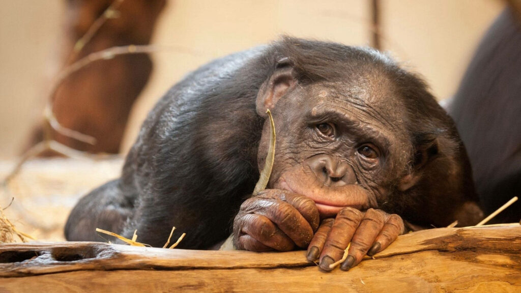 Playful Monkey Wallpaper: Humorous Scene for a Charming Background