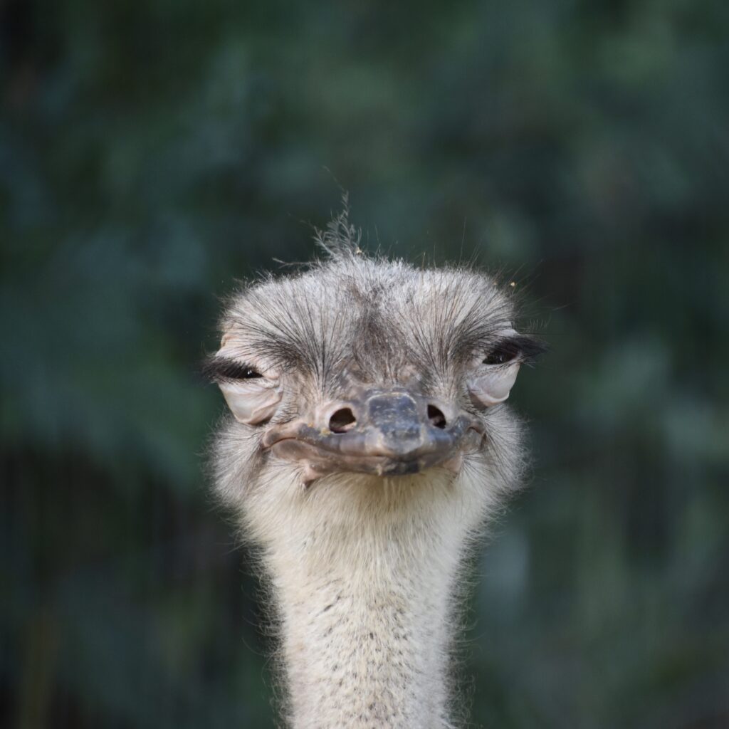 Quirky Ostrich Close-Up Wallpaper: Humorous & Detailed 4000x4000