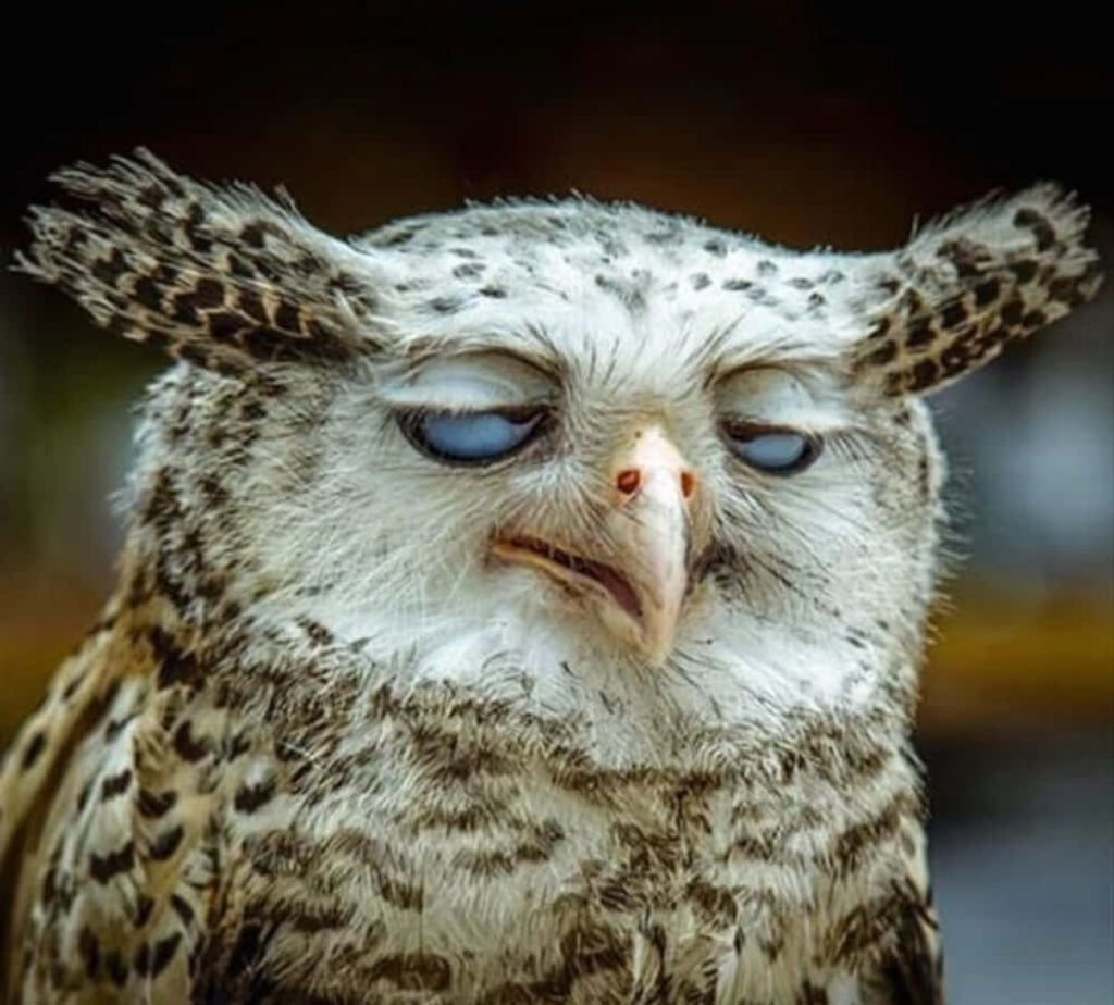 Humorous Owl Wallpaper: Comedic Annoyed Expression & Endearing Charm