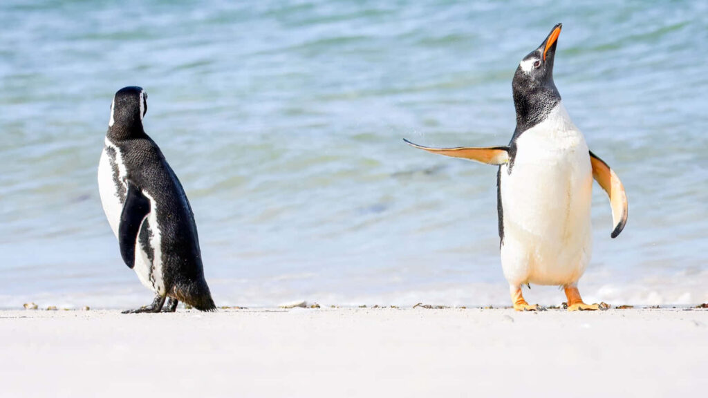 Playful Penguins on Sandy Beach Wallpaper - Ocean Background Scene