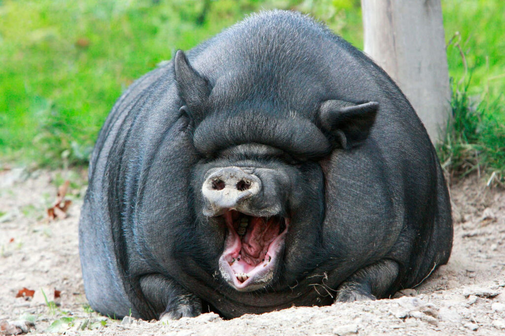 Comical Pig Yawning Wallpaper: Fun Background for Sibling Laughs