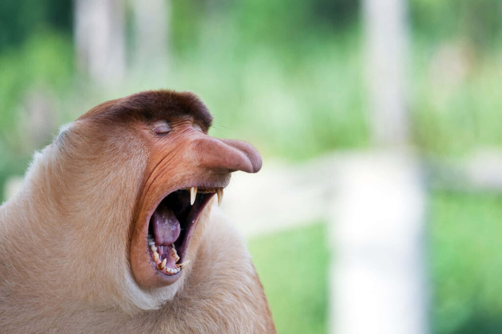 Humorous Close-Up: Proboscis Monkey Smiling Against Green Background Wallpaper