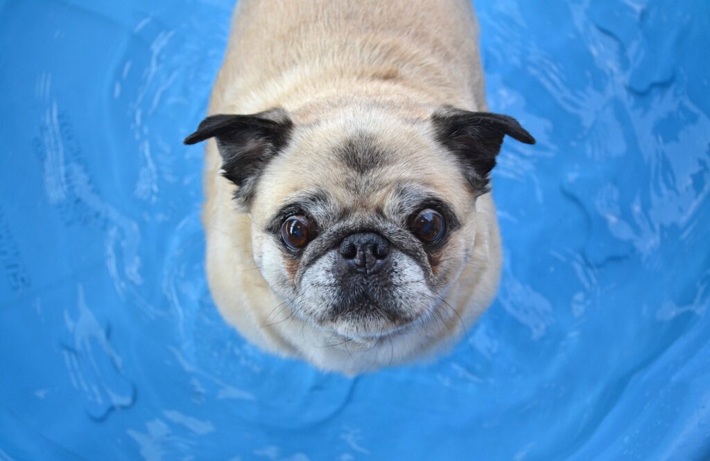 Charming Pug Wallpaper: Humorous Expression on Vibrant Blue Background