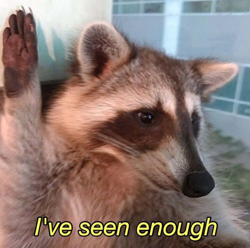 Humorous Raccoon Wallpaper: 'I've Seen Enough' Meme Background