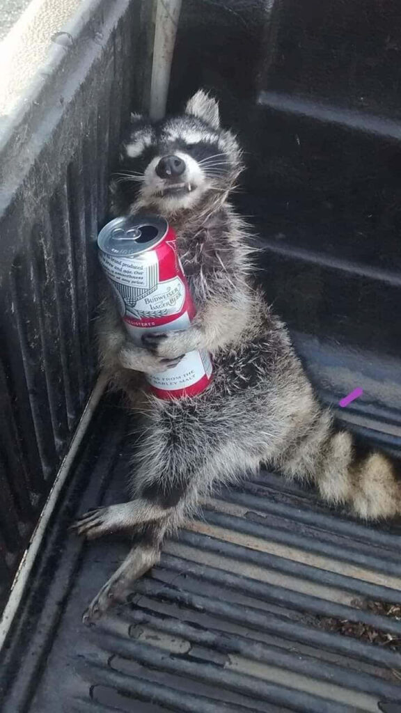 Comical Raccoon Relaxing with Empty Drink Can - Fun Wallpaper