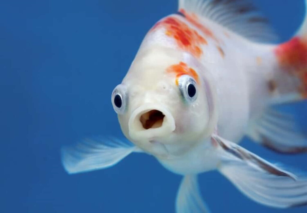 Humorous Shubunkin Fish Wallpaper: Wide Eyes & Comical Expression