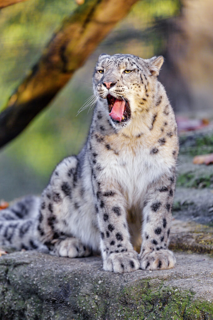 Humorous Snow Leopard Yawning Wallpaper with Natural Backdrop
