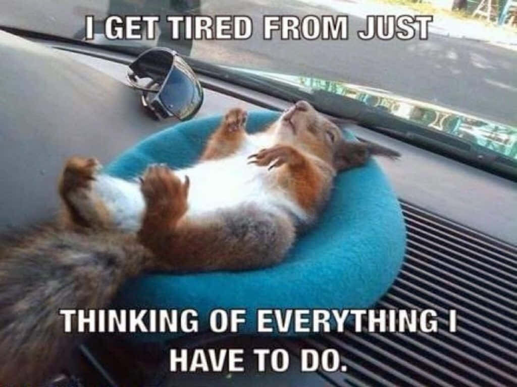 Humorous Car Squirrel Wallpaper: Relatable Overthinking Exhaustion
