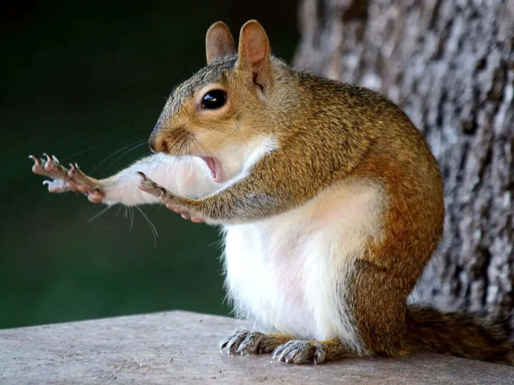 Humorous Squirrel Wallpaper: Lively Nature Action Shot Background