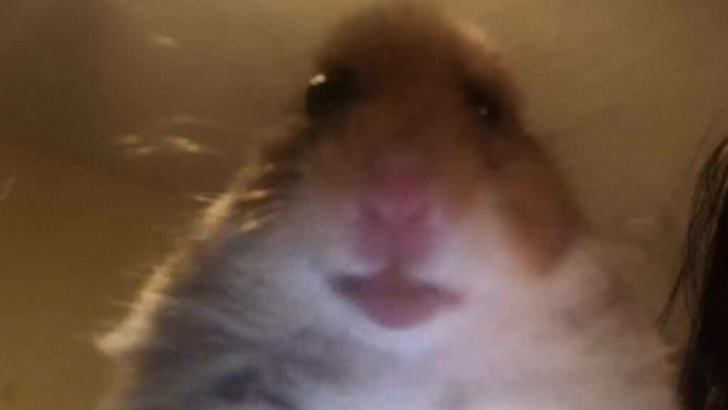 Hilarious Hamster Face Wallpaper: Perfect Fun Background for Devices
