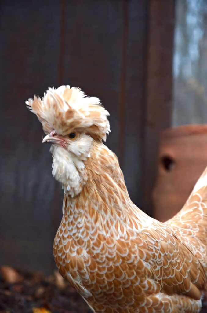 Whimsical Tan Chicken with Mohawk Wallpaper Background