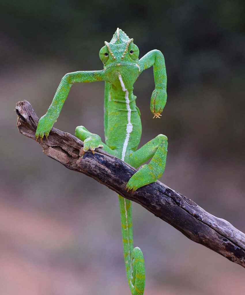Humorous Veiled Chameleon Wallpaper: Vibrant Green Against Nature