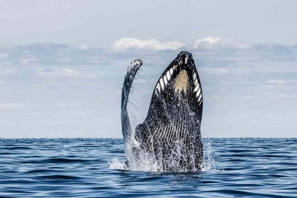 Humpback whale breaching ocean surface with splashes under cloudy sky wallpaper background