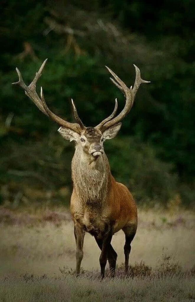 The Ultimate Hunting Companion: Background Photo highlighting Hunting Phone 800 X 1239 Wallpaper