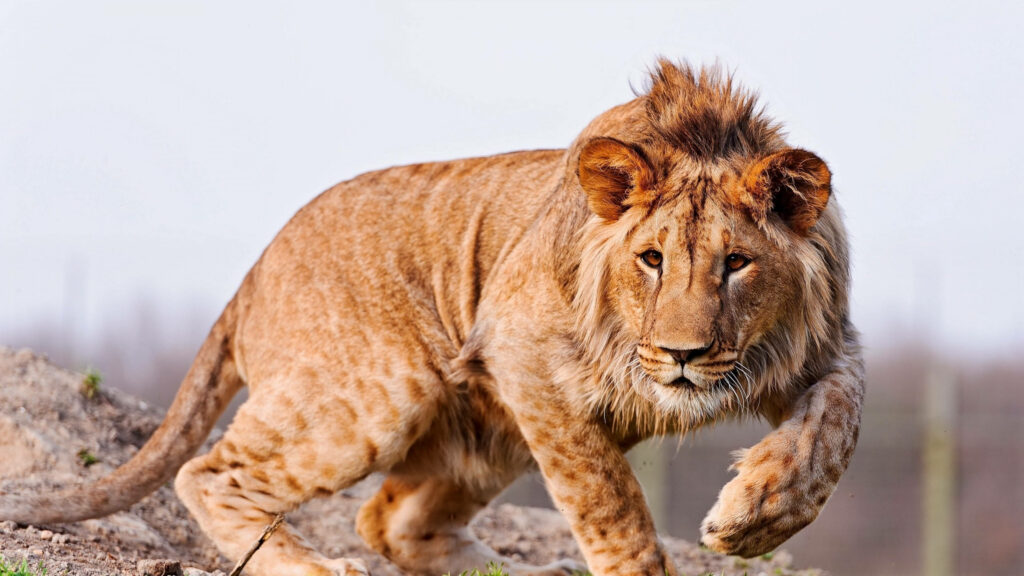Roaring Fury: Ferocious Lion Seeks Out Its Next Meal Wallpaper