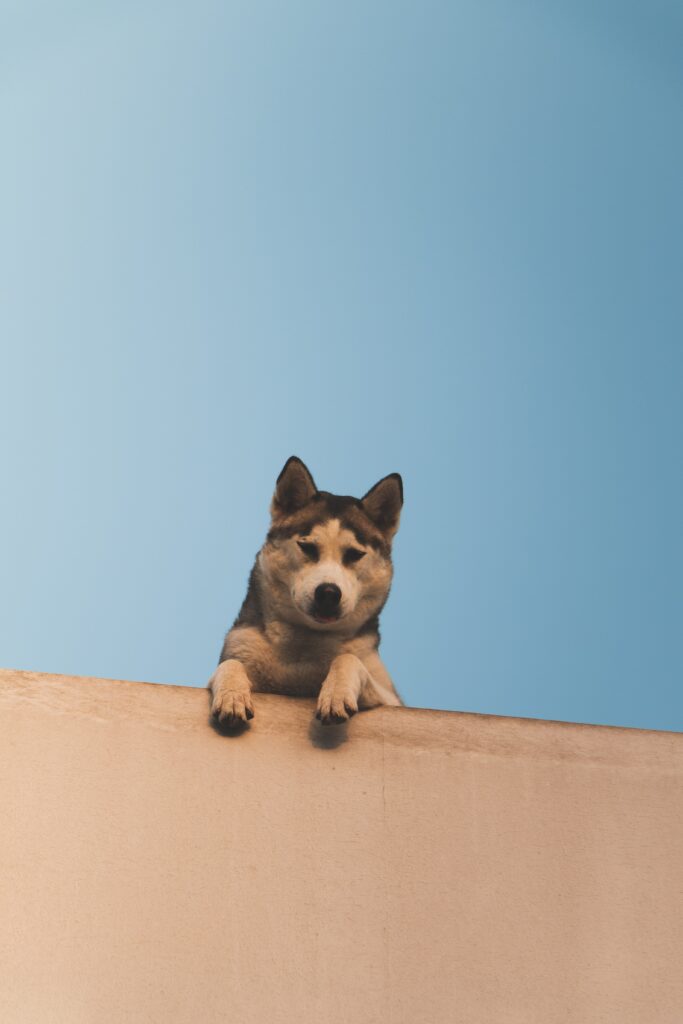 Husky Wallpaper: Charming Scene Against Clear Blue Sky Background