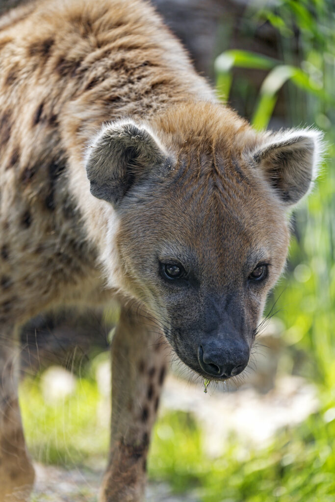 Hyena Close-Up: Stunning Spotted Fur & Intense Gaze in Nature Wallpaper