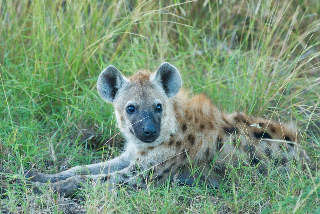 Hyena Resting in Lush Grass - High-Res Wildlife Wallpaper