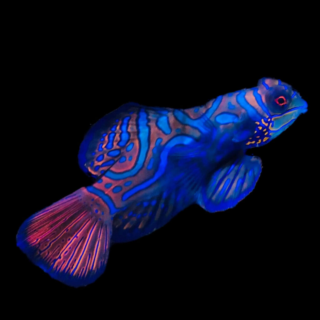 Vibrant Dragonet Mandarinfish wallpaper with electric blue and orange patterns on black background