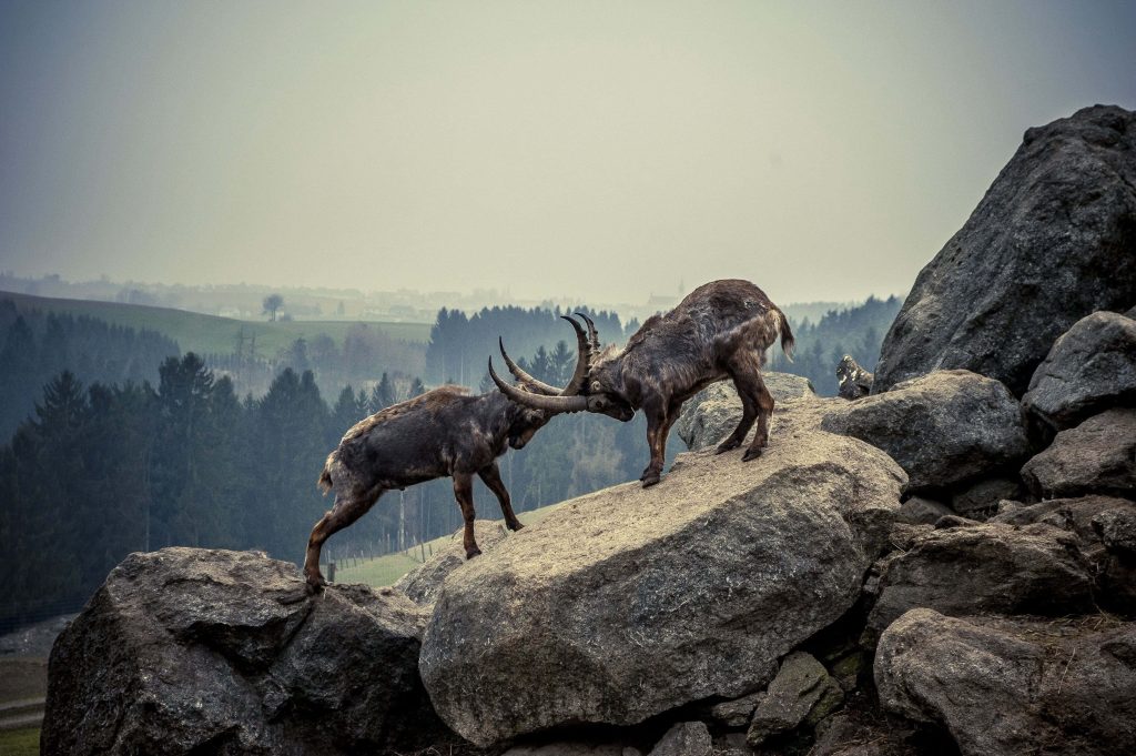 Two Alpine ibexes locking horns on rugged mountain rocks with misty forest backdrop wallpaper