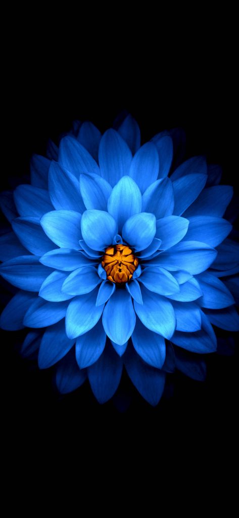 Blue flower wallpaper iPhone 13 Pro Max vibrant petals glowing center on black background