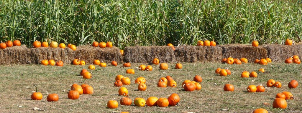 Bright autumn farm scene with orange pumpkins hay bales and green crops in sunlight Wallpaper