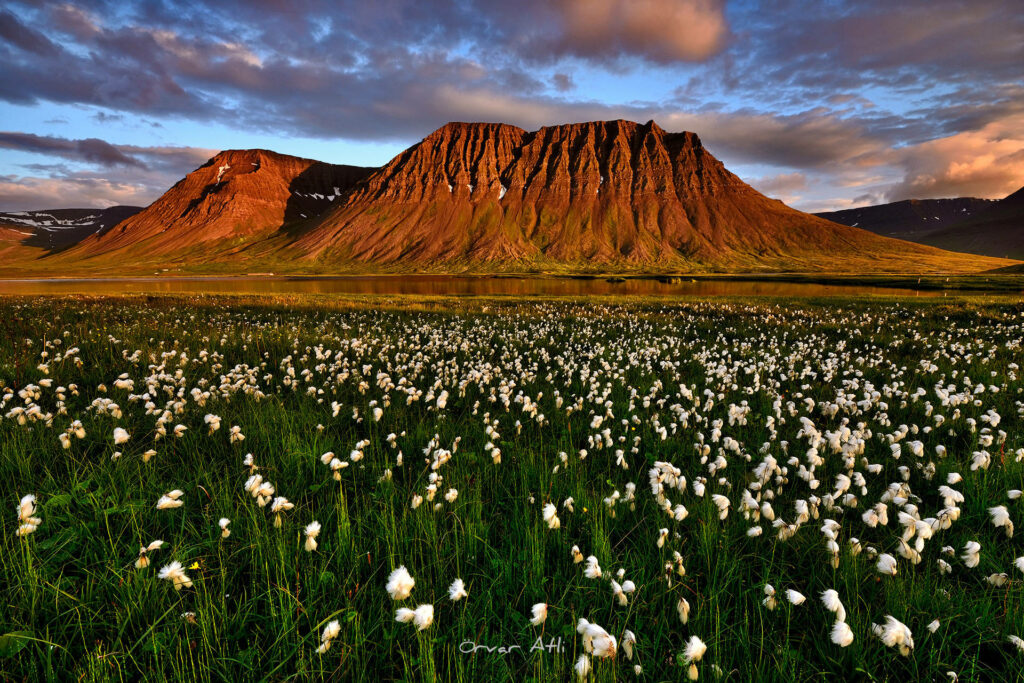 Serene Icelandic Mountain adorned with White Flowers: A Stunning HD Landscape Wallpaper