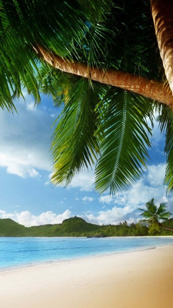 Tropical Beach Bliss: Lush Palm Trees & Pristine Sandy Shore Wallpaper