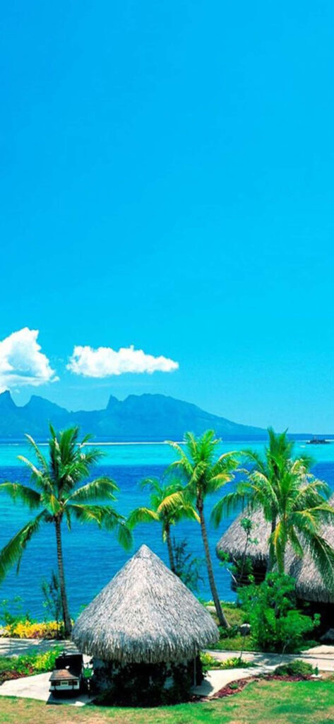 Serene Tropical Wallpaper: Vibrant Palm Trees & Blue Ocean Paradise