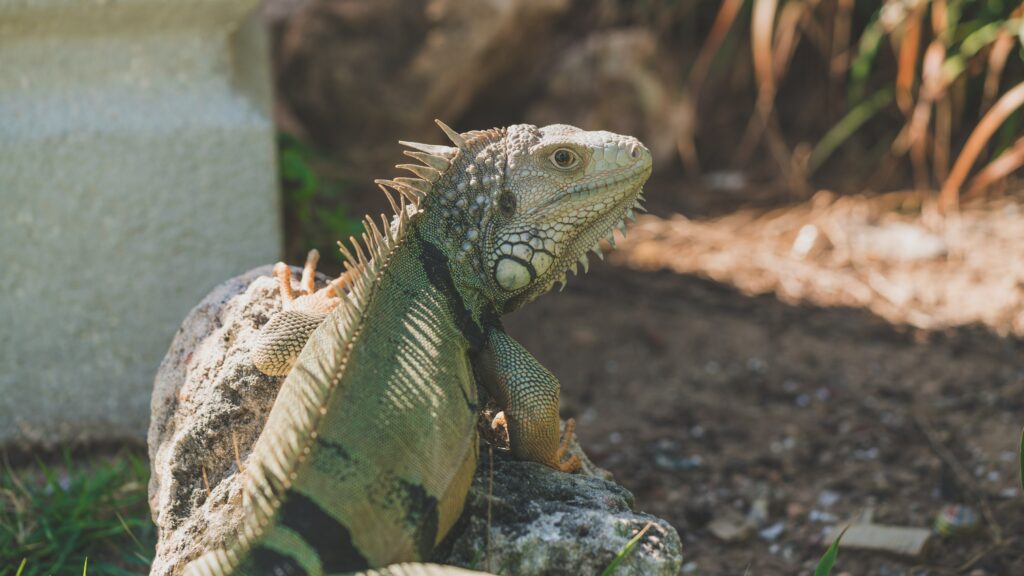 Iguana Basking in Sunlight - Detailed Nature Wallpaper