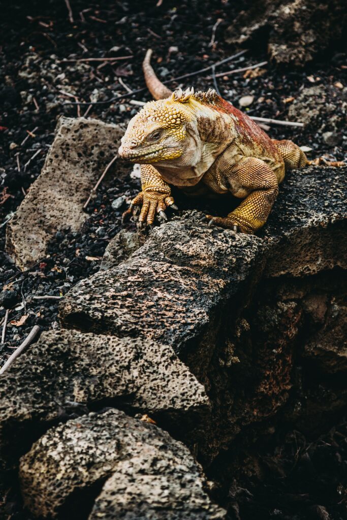 Vibrant Iguana Wallpaper: Textured Skin & Natural Rocky Background