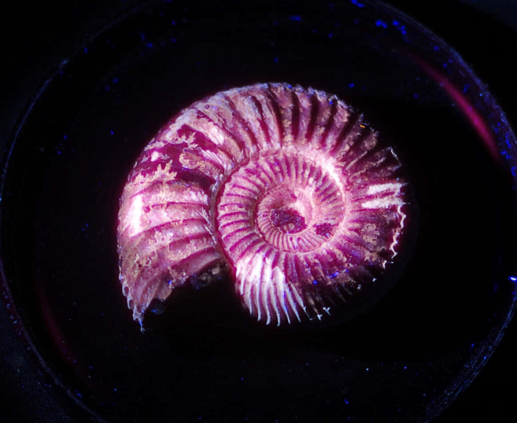 Illuminated ammonite fossil wallpaper with vibrant pink spiral patterns on dark background