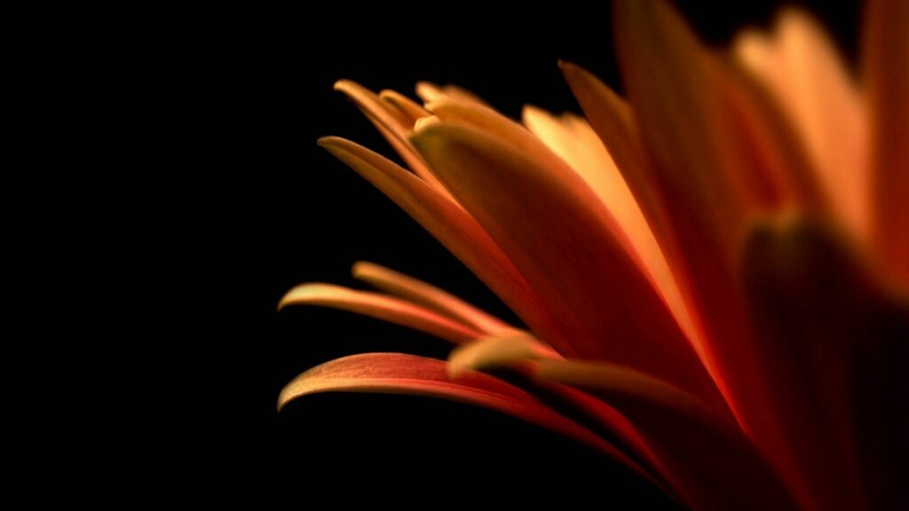 Illuminated Flower Wallpaper: Soft Shadows on Dark Background