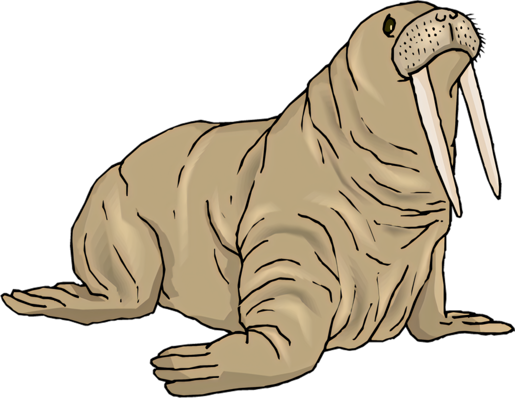 Illustrated Walrus Wallpaper with Tusks | Detailed Design Background